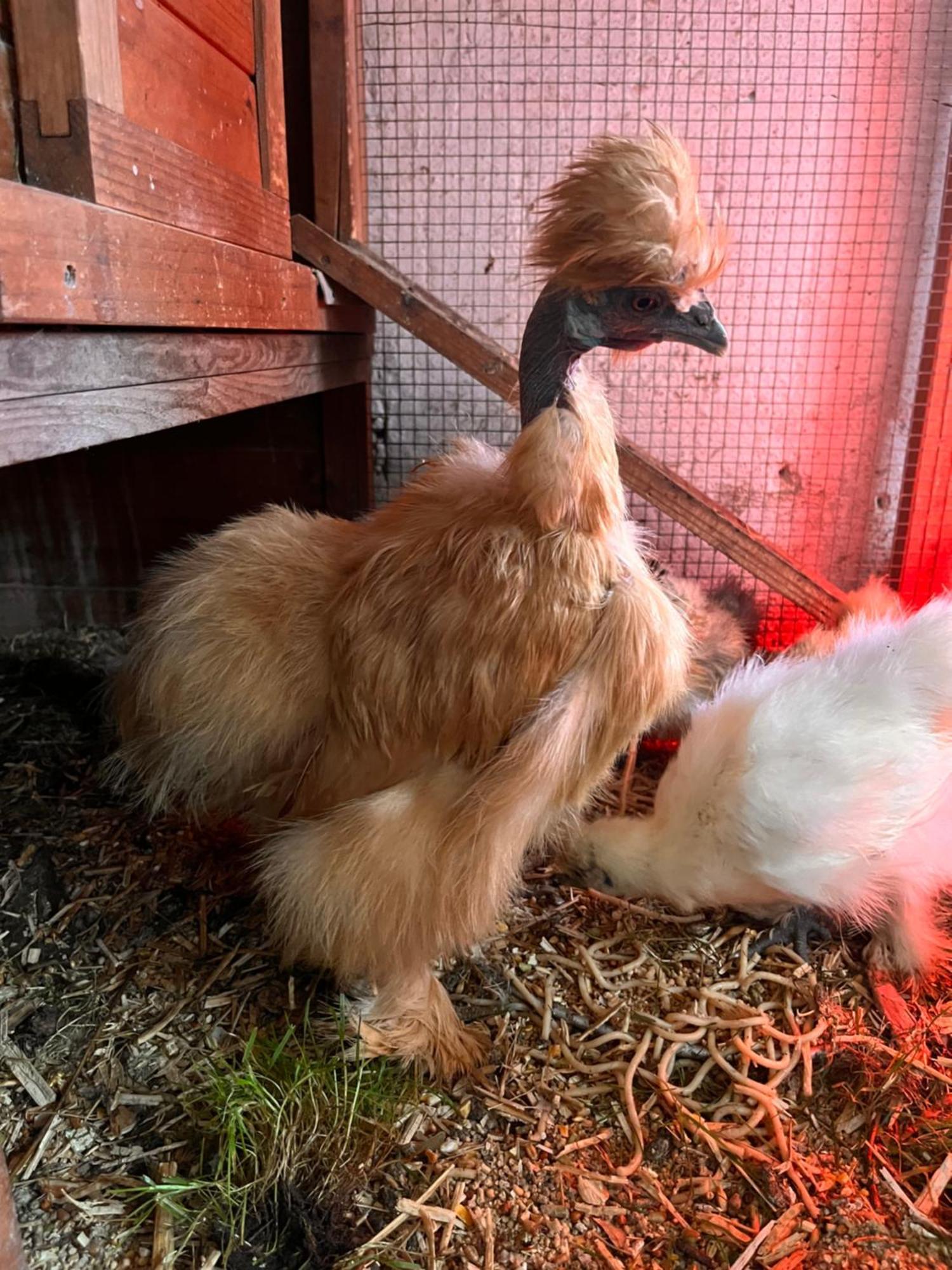 Løkken Farm Holiday Dış mekan fotoğraf
