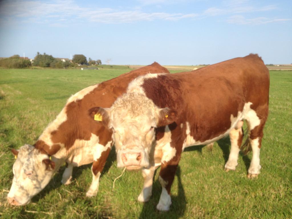 Løkken Farm Holiday Dış mekan fotoğraf