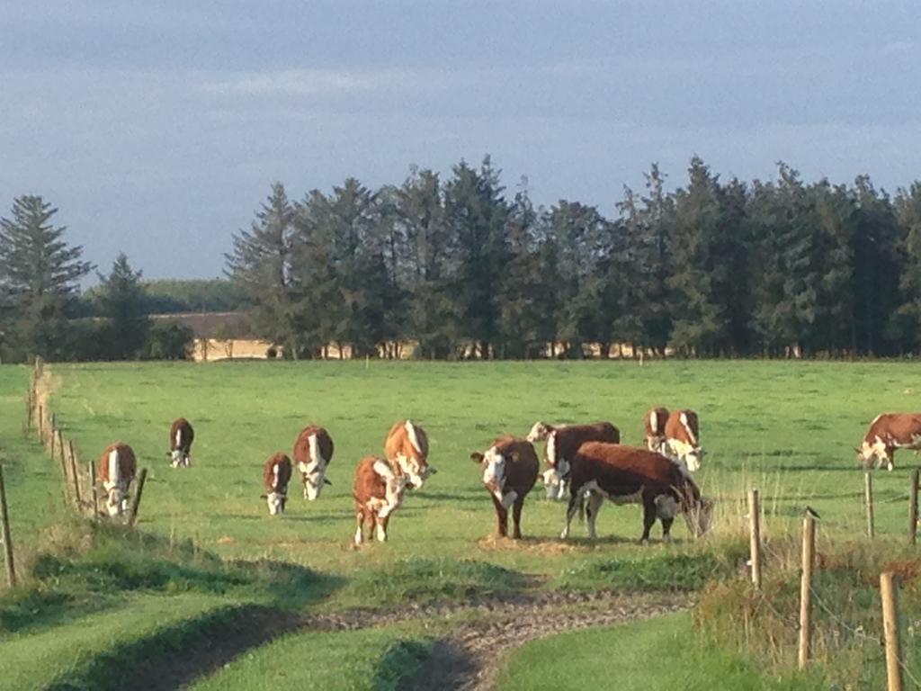 Løkken Farm Holiday Dış mekan fotoğraf