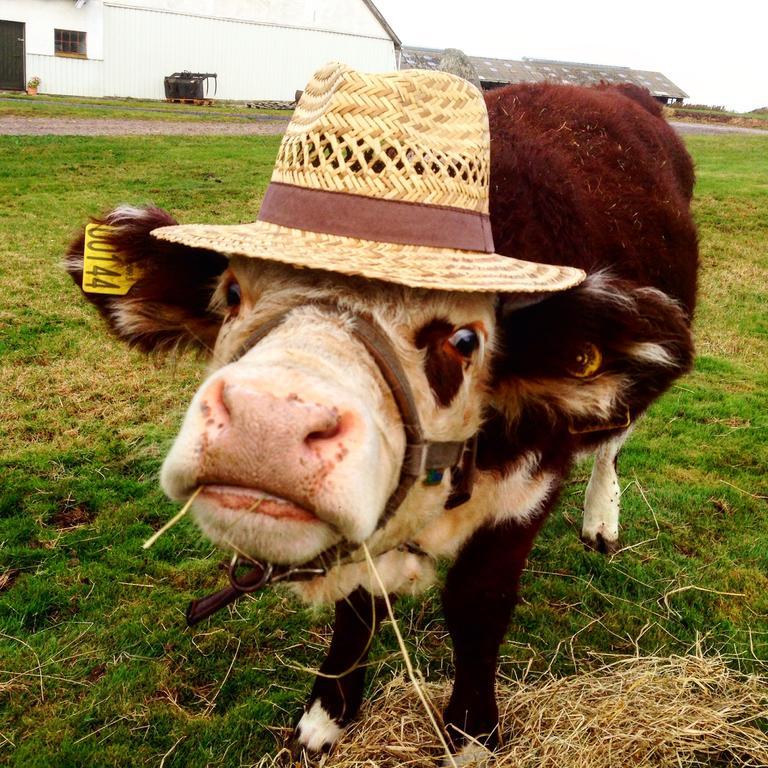 Løkken Farm Holiday Dış mekan fotoğraf